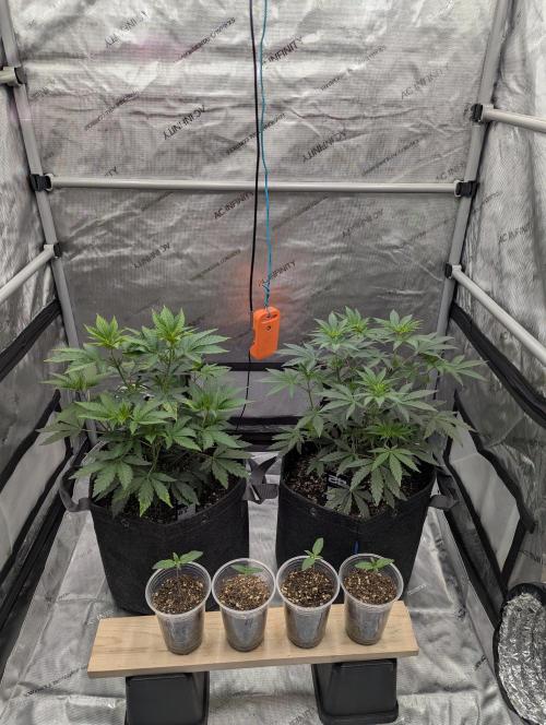 Z42 Photoperiod. Week 6