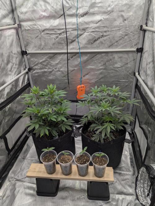 Z42. Week 6