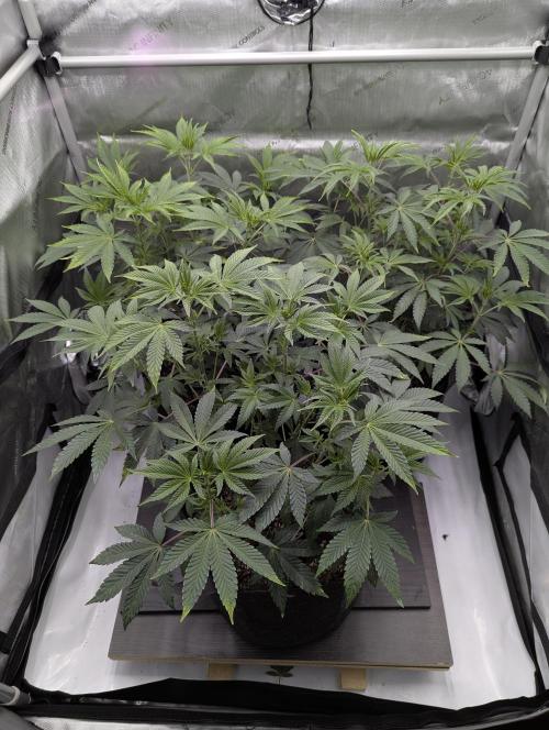 Z42 Photoperiod. Week 7