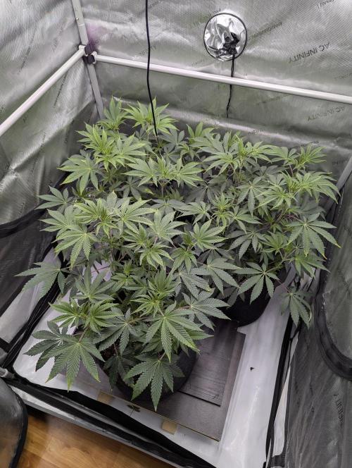 Z42 Photoperiod. Week 7