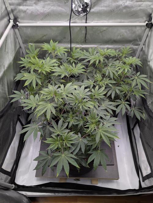 Z42 Photoperiod. Week 7