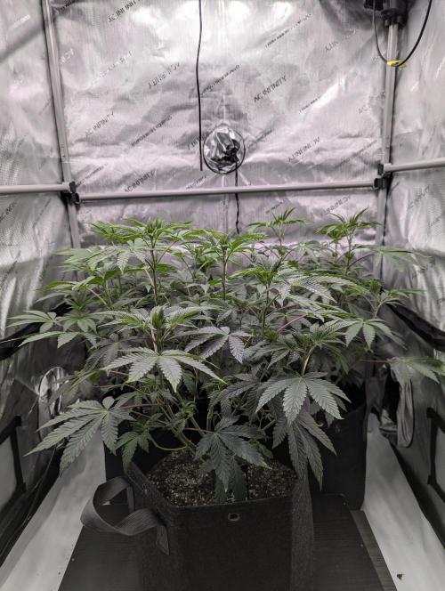 Z42 Photoperiod. Week 7