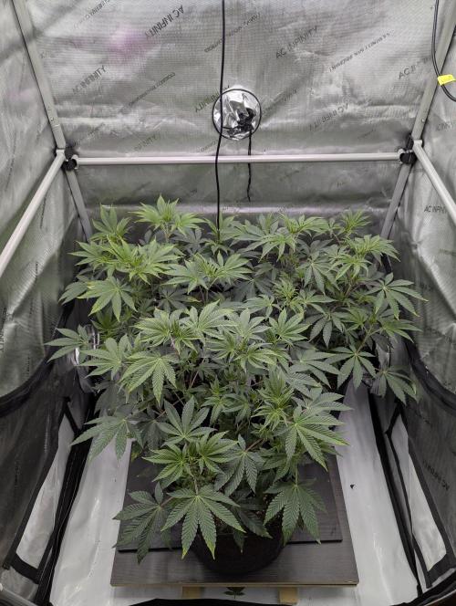 Z42. Week 7