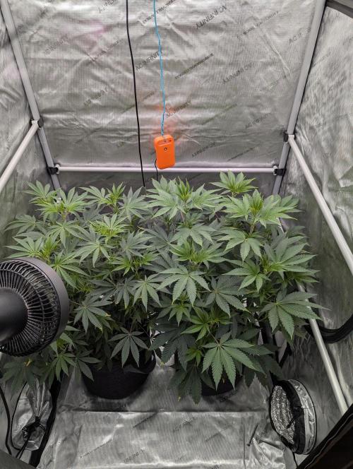 Z42 Photoperiod. Week 8