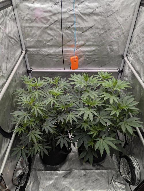 Z42 Photoperiod. Week 8