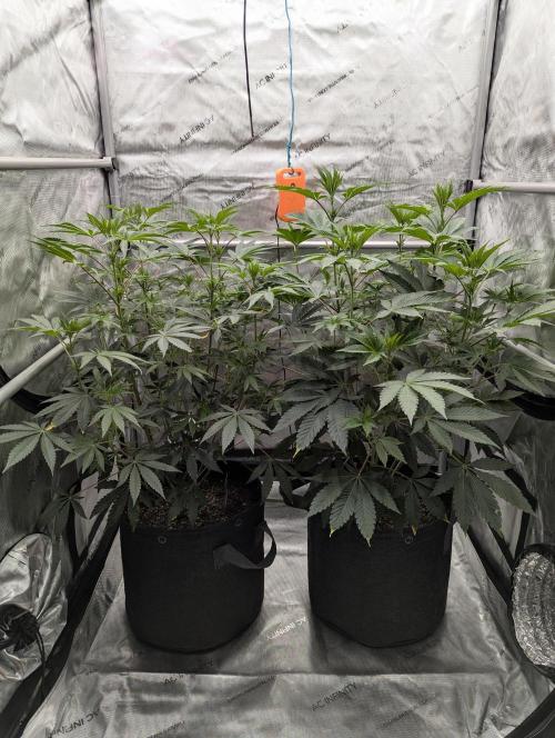 Z42 Photoperiod. Week 8