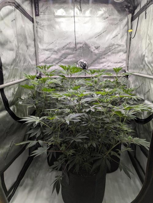 Z42 Photoperiod. Week 8