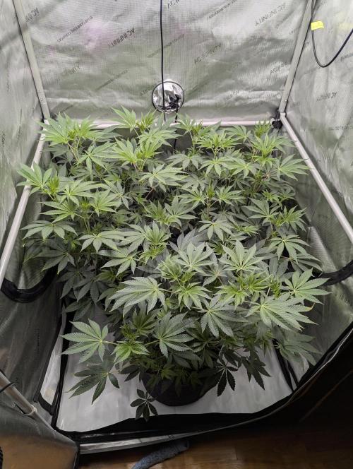 Z42 Photoperiod. Week 8