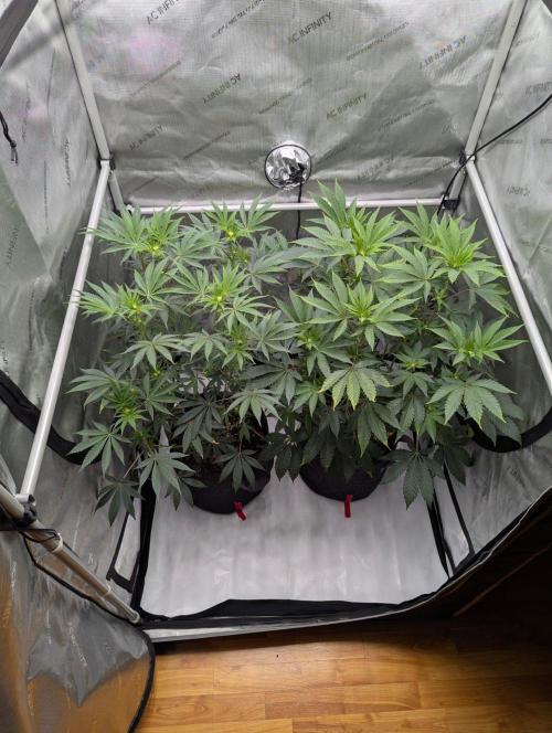Z42 Photoperiod. Week 9