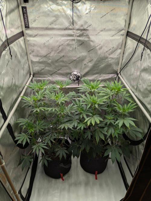 Z42 Photoperiod. Week 9