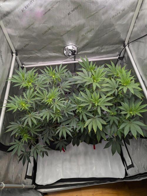 Z42 Photoperiod. Week 9