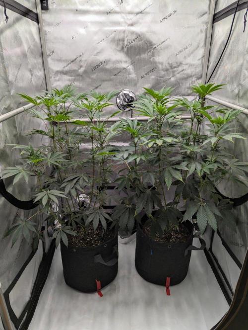 Z42 Photoperiod. Week 9