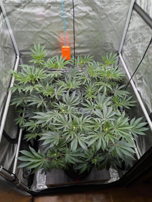 Z42 Photoperiod. Week 9