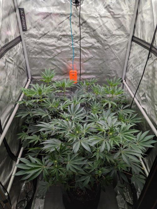 Z42 Photoperiod. Week 9