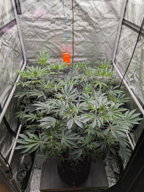 Z42 Photoperiod. Week 9