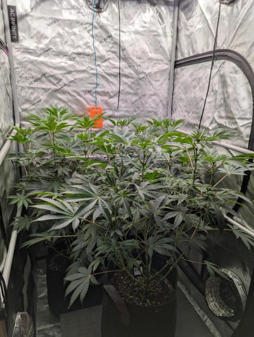 Z42 Photoperiod. Week 9
