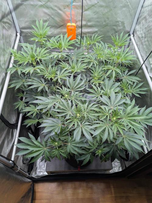 Z42 Photoperiod. Week 9