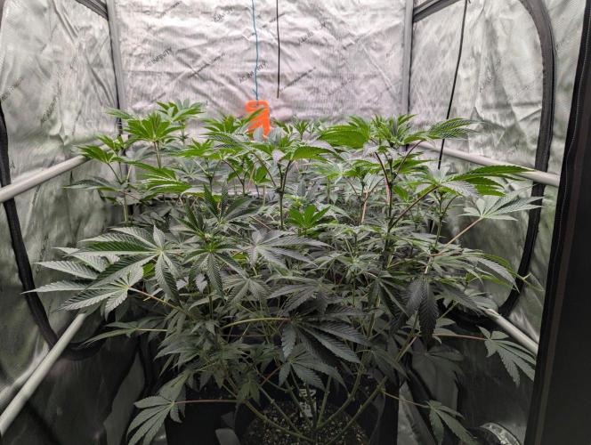 Z42 Photoperiod. Week 9