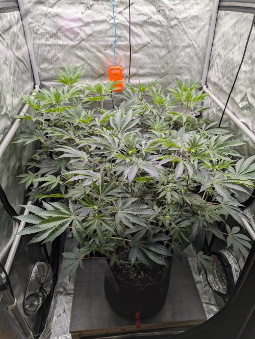Z42 Photoperiod. Week 9