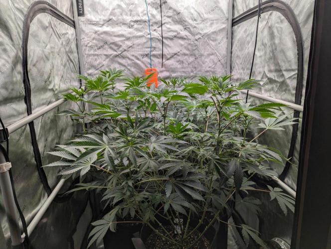 Z42 Photoperiod. Week 9