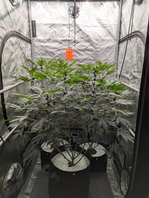 Z42 Photoperiod. Week 10