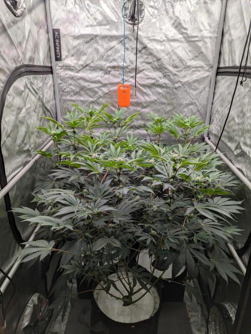 Z42 Photoperiod. Week 10