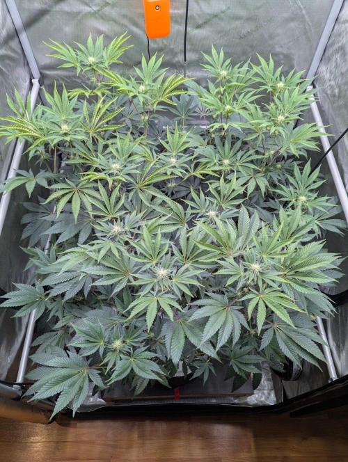Z42 Photoperiod. Week 10