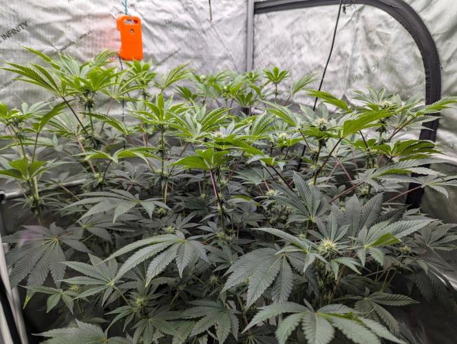 Z42 Photoperiod. Week 10