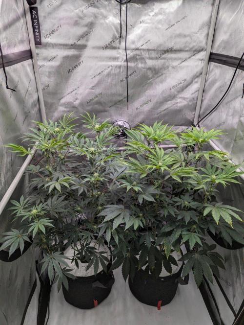 Z42 Photoperiod. Week 10