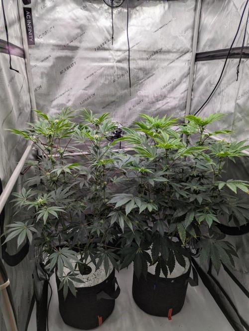 Z42 Photoperiod. Week 10