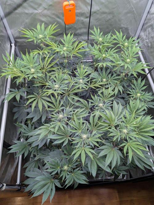 Z42 Photoperiod. Week 10
