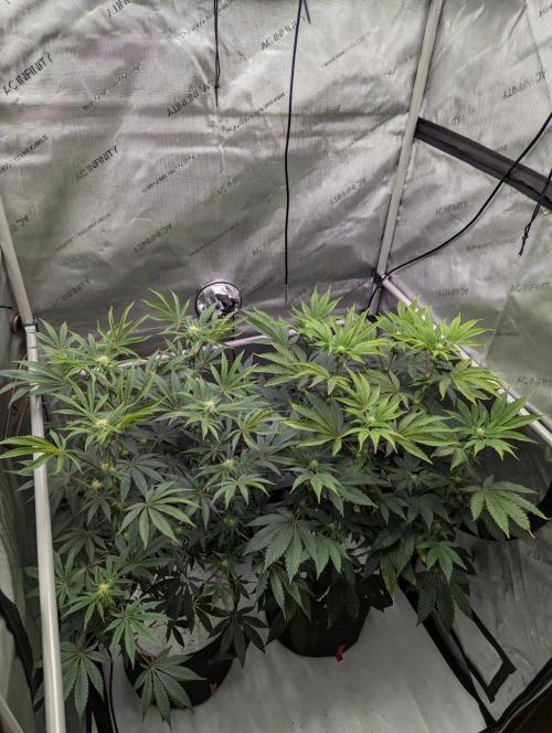 Z42. Week 10