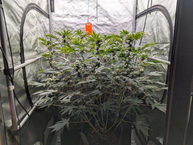 Z42 Photoperiod. Week 11