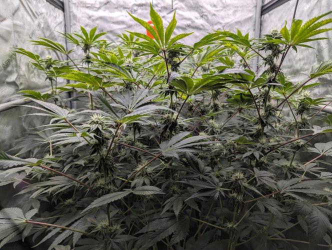 Z42 Photoperiod. Week 11