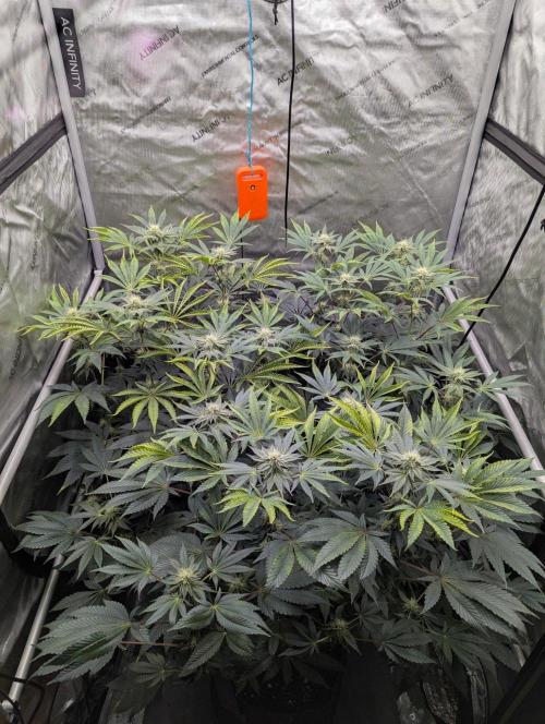 Z42 Photoperiod. Week 11