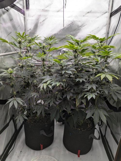Z42 Photoperiod. Week 11