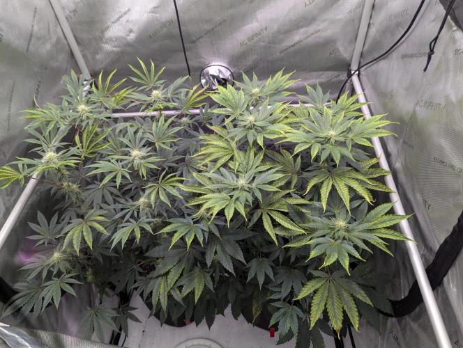 Z42 Photoperiod. Week 11