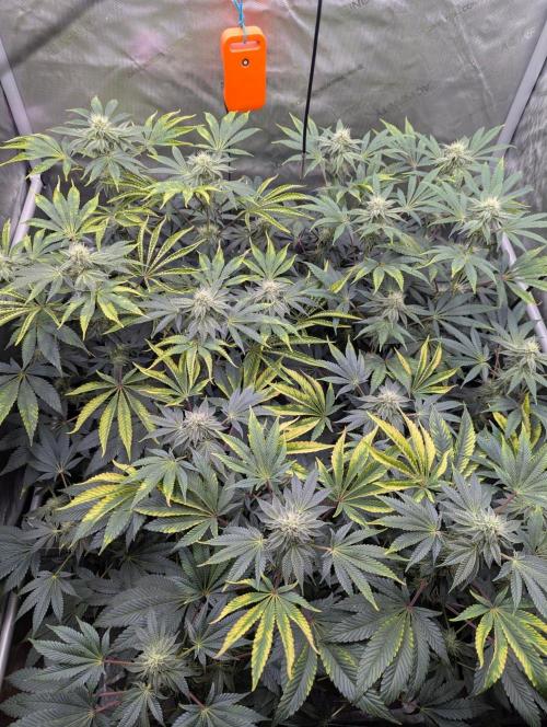 Z42 Photoperiod. Week 12