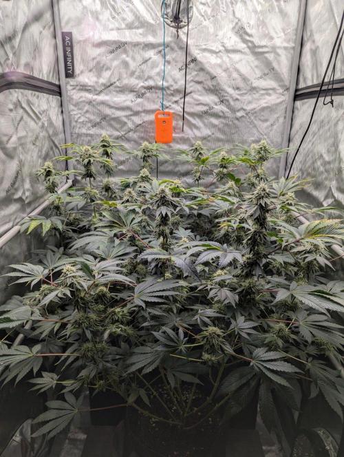 Z42 Photoperiod. Week 13