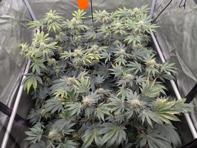 Z42 Photoperiod. Week 13