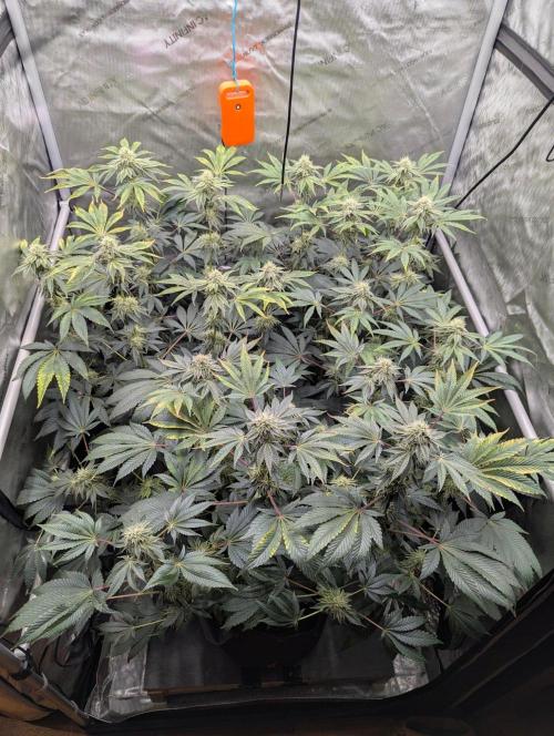 Z42 Photoperiod. Week 13