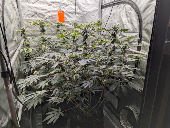 Z42 Photoperiod. Week 13