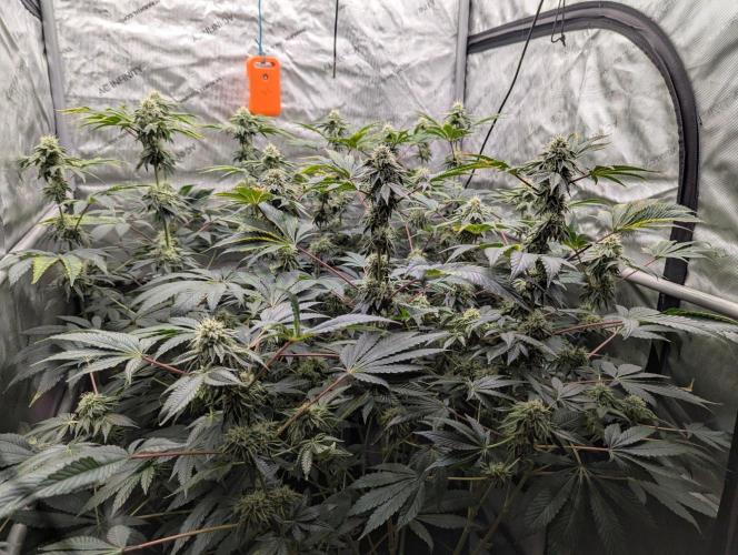 Z42 Photoperiod. Week 13