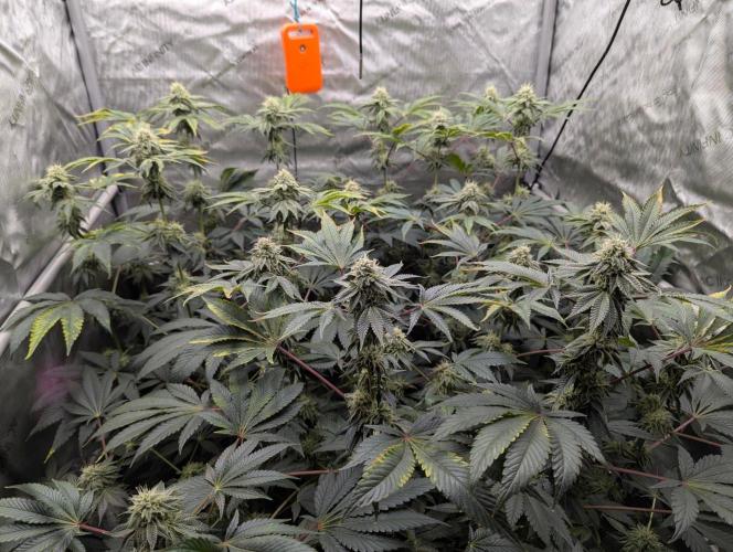 Z42 Photoperiod. Week 13