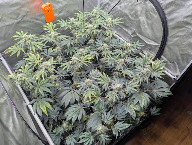 Z42 Photoperiod. Week 13