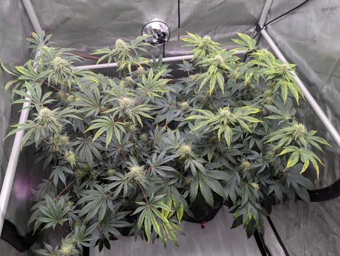 Z42 Photoperiod. Week 13
