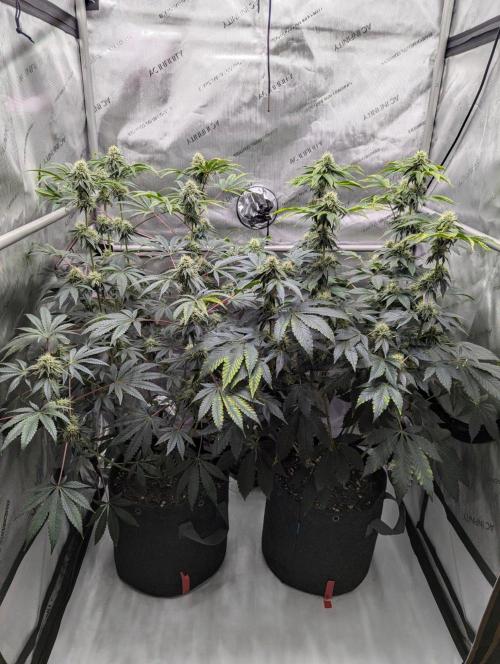 Z42 Photoperiod. Week 13