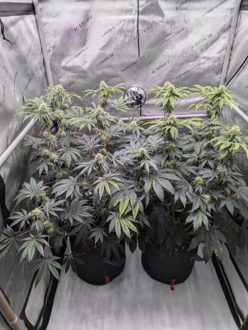 Z42 Photoperiod. Week 13