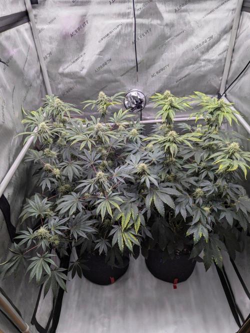 Z42 Photoperiod. Week 13