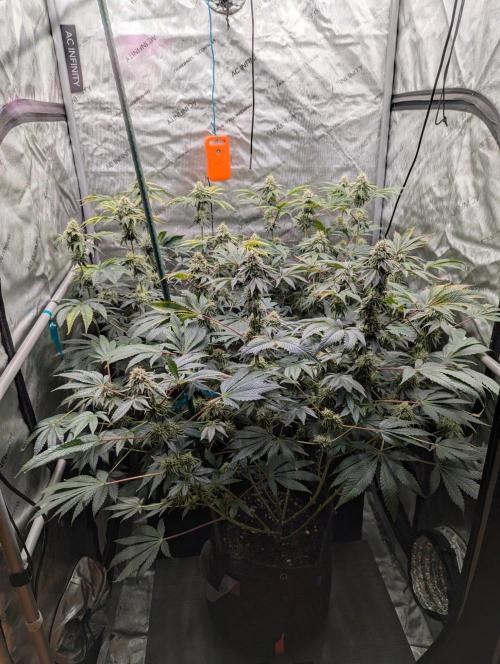 Z42 Photoperiod. Week 14